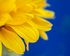 Obraz premium macro close-up sunflower moss flower lush yellow petals on a blue background