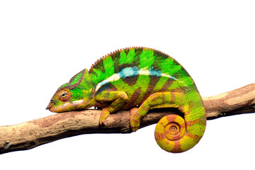 Pantherchamäleon (Furcifer pardalis) - Panther chameleon
