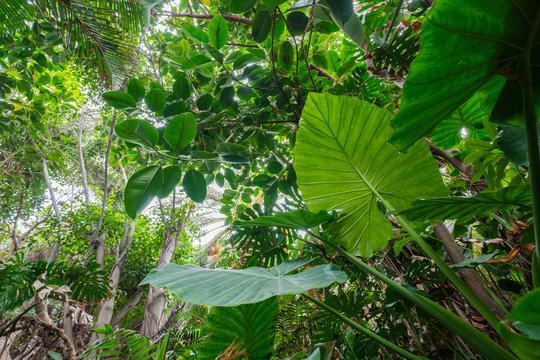 Fototapeta tropical plants in forest or jungle / rainforest landscape -