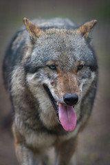 Fototapeta premium Scary dark gray wolf (Canis lupus)