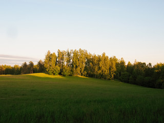 summer sunny day in the forest