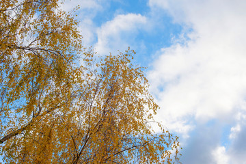 autumn birches and blue sky