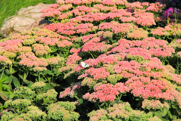 Flowers with white butterfly