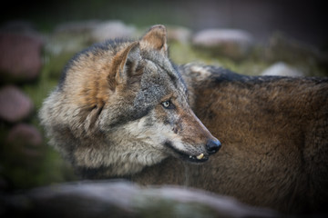 Scary dark gray wolf (Canis lupus)