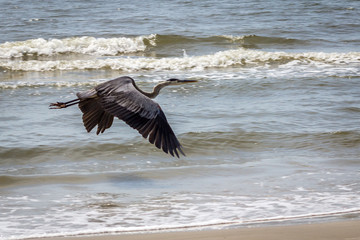 blue heron in flight