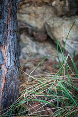 Weinvisionen, Detail einer Baumwurzel, daneben ein Grasbüschel