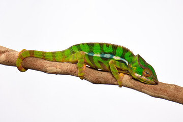 Pantherchamäleon (Furcifer pardalis) - Panther chameleon © bennytrapp