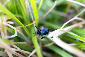 The Timarcha beetle