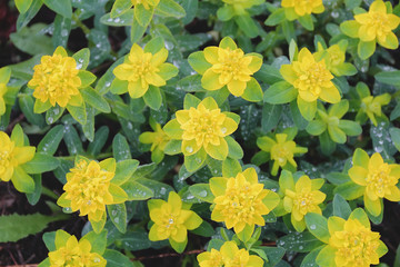 Yellow flower in summer
