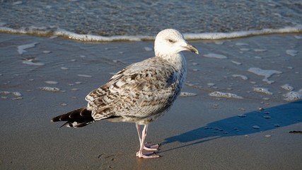 Möwe, Einzeltier am Nordseestrand