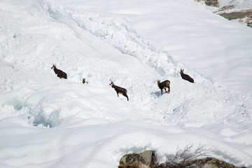 Group of female alpine chamois