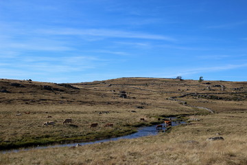 Vaches sur plateau de l' Aubrac