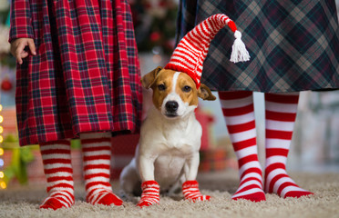 dog Jack Russell Terrier and legs woman and  little girl in red white striped socks celebrating...