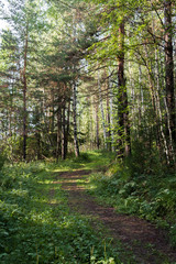 Pathway in forest on sunny summer morning.