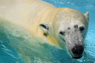 ホッキョクグマ