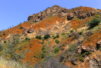 Fototapeta na wymiar Colorful Landscape in the Malibu Hills
