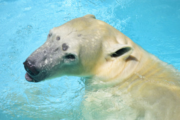 ホッキョクグマ