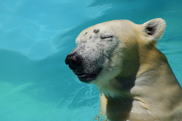 ホッキョクグマ