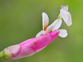 Hymenopus coronatus nymph macro