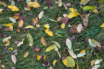 autumn leaves on green grass