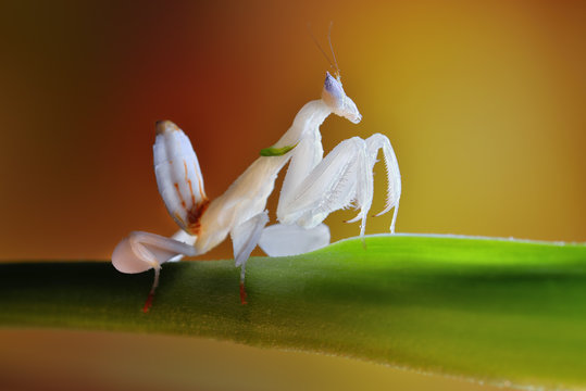 Hymenopus coronatus nymph macro
