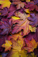 colorful beautiful autumn leaves