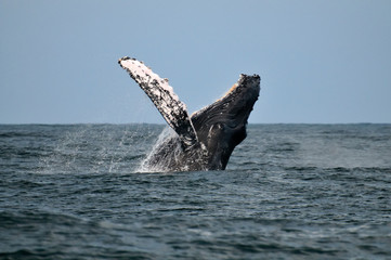 Wale in Nayarit