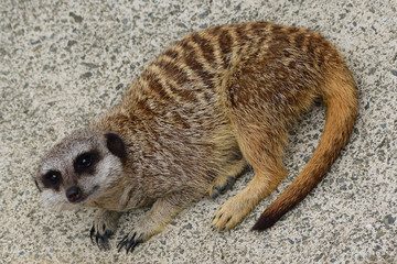 ミーアキャット