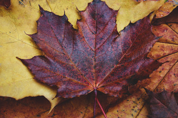 colorful beautiful autumn leaves