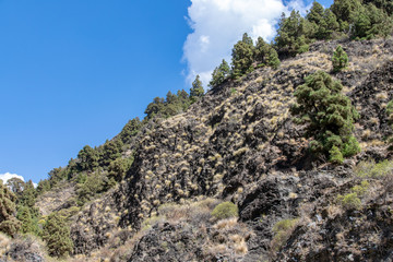 Vegetation growth on the edges of the ravine at Barranco de las Angustias, La Palma, Canary Island, Spain