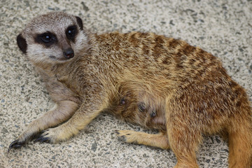 ミーアキャット