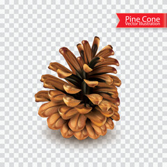 Realistic single dry pine cone isolated on transparent background. Object for design. Vector illustration
