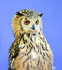 Indian owl