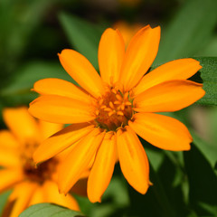 Obraz premium 花