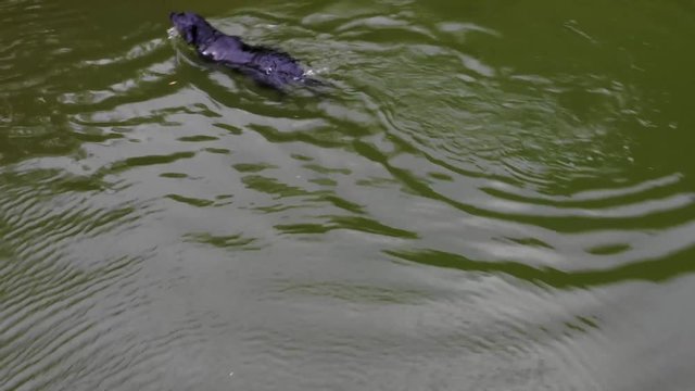 Beautiful black dog swimming happily in a lake