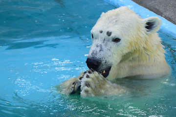 ホッキョクグマ