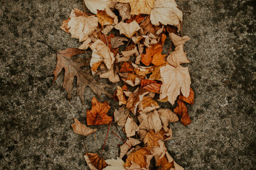 autumn leaves on the ground