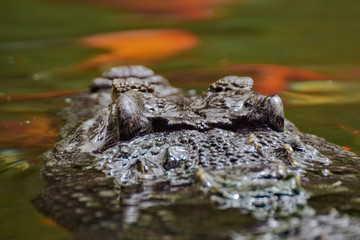 terra natura © FRANCISCO
