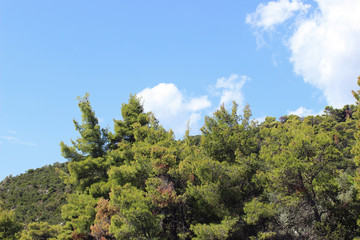 Pine forest woods trees mediterranean greece skopelos white clouds blue sky