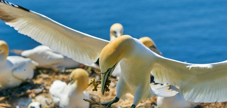 Landender Basst&ouml;lpel im Anflug auf Helgoland