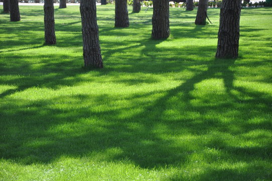 Schatten auf grünem Rasen