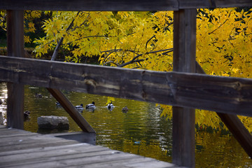 vista otoñal de estanque con patos y pasarela de madera