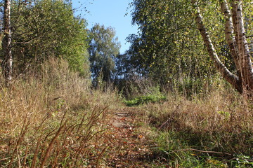 forest trail