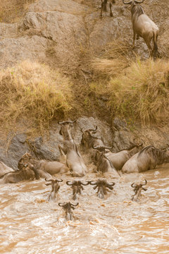 Wildebeest crossing the Mara River in the Great Migration