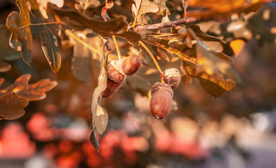 Oak tree with ripe acorns. Sunny autumn day. Close up image of brown acorns. Shallow depth of filed. © Iwona