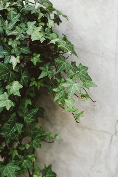 Ivy on a wall