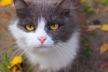 Cropped Shot Of A Gray Cat. Cat Looking To The Camera. Beautiful Cat With Yellow Eyes, Close Up.