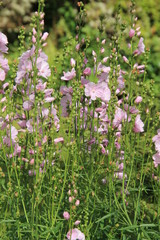 Fototapeta premium Cottage garden flowers