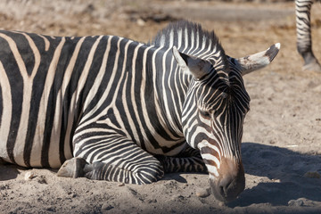 Obraz na płótnie Canvas Zebra in Budapest Zoo