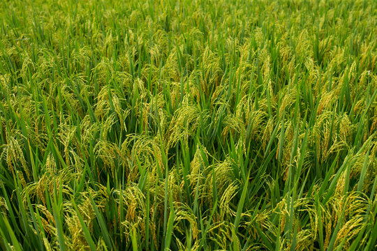 Rice paddy